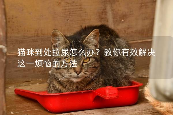 猫咪到处拉尿怎么办？教你有效解决这一烦恼的方法