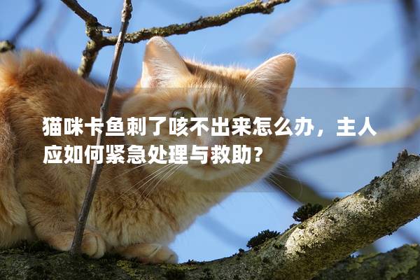 猫咪卡鱼刺了咳不出来怎么办，主人应如何紧急处理与救助？