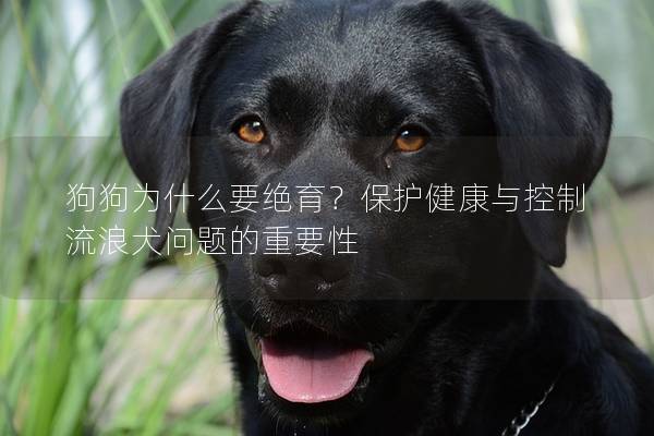 狗狗为什么要绝育？保护健康与控制流浪犬问题的重要性