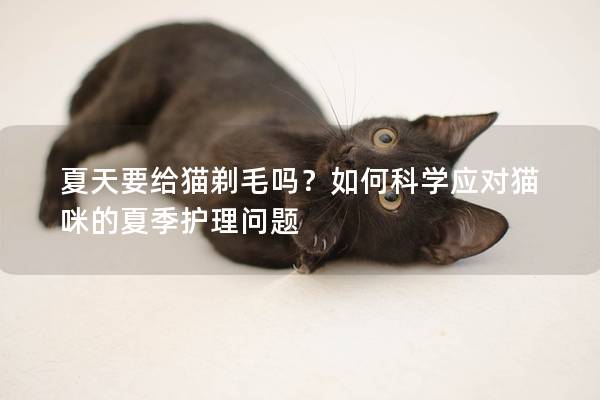 夏天要给猫剃毛吗？如何科学应对猫咪的夏季护理问题