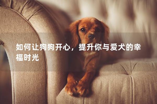 如何让狗狗开心，提升你与爱犬的幸福时光