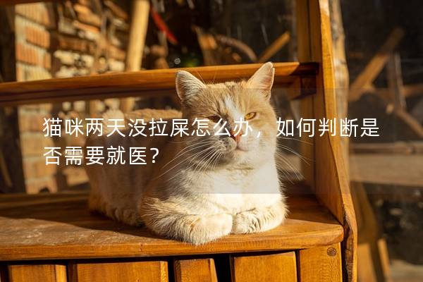 猫咪两天没拉屎怎么办，如何判断是否需要就医？