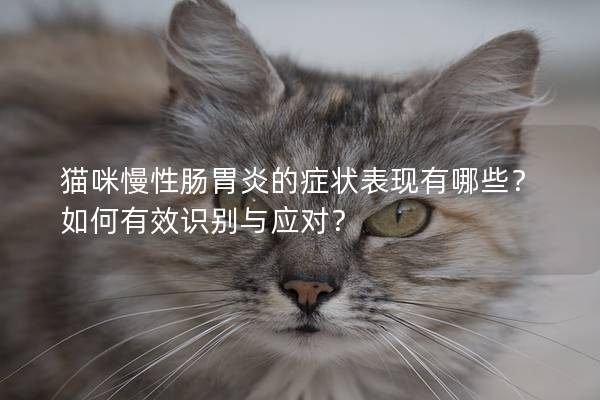 猫咪慢性肠胃炎的症状表现有哪些？如何有效识别与应对？