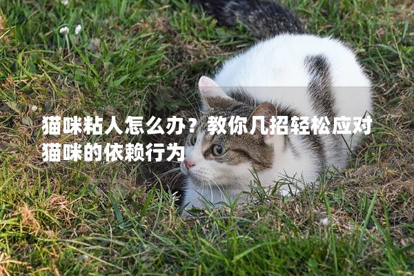 猫咪粘人怎么办？教你几招轻松应对猫咪的依赖行为