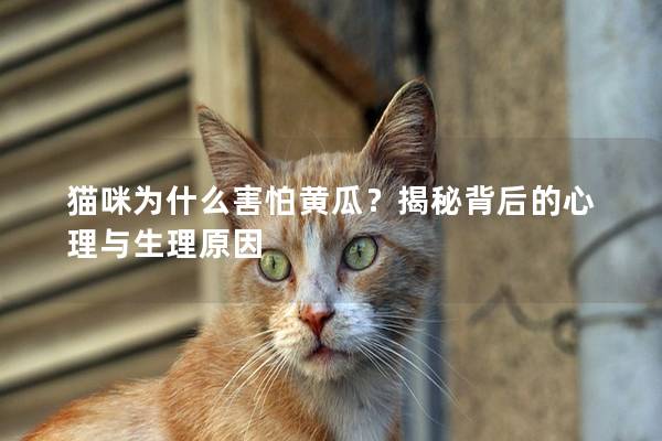 猫咪为什么害怕黄瓜？揭秘背后的心理与生理原因