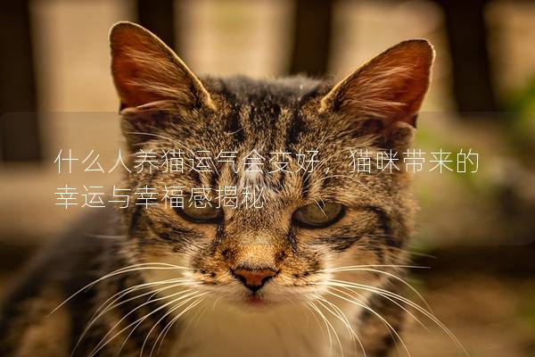 什么人养猫运气会变好，猫咪带来的幸运与幸福感揭秘