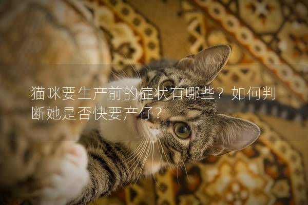 猫咪要生产前的症状有哪些？如何判断她是否快要产仔？