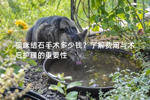 猫咪结石手术多少钱？了解费用与术后护理的重要性