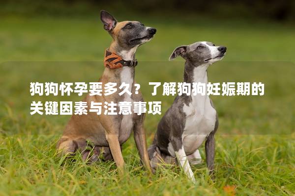 狗狗怀孕要多久？了解狗狗妊娠期的关键因素与注意事项