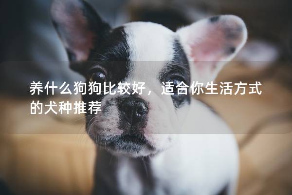 养什么狗狗比较好，适合你生活方式的犬种推荐