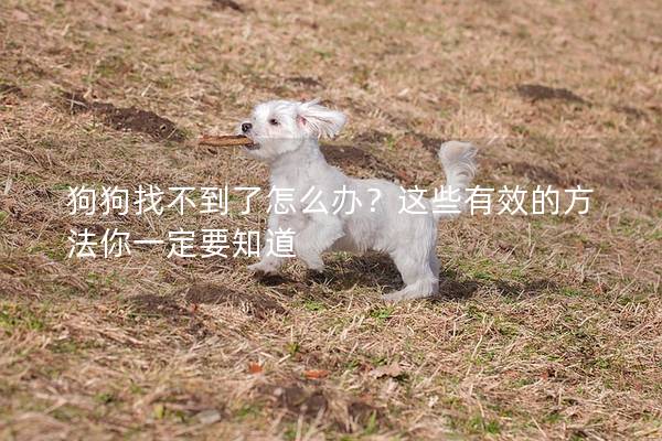 狗狗找不到了怎么办？这些有效的方法你一定要知道