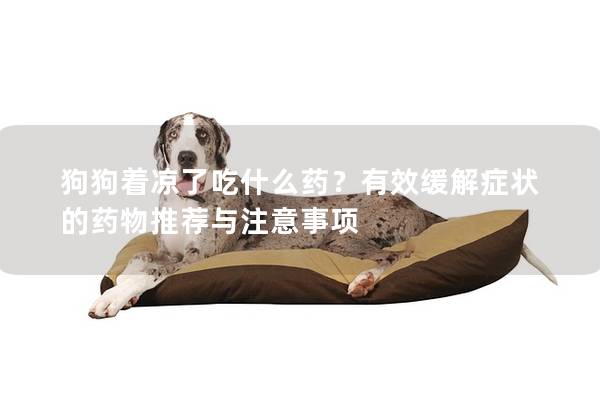 狗狗着凉了吃什么药？有效缓解症状的药物推荐与注意事项