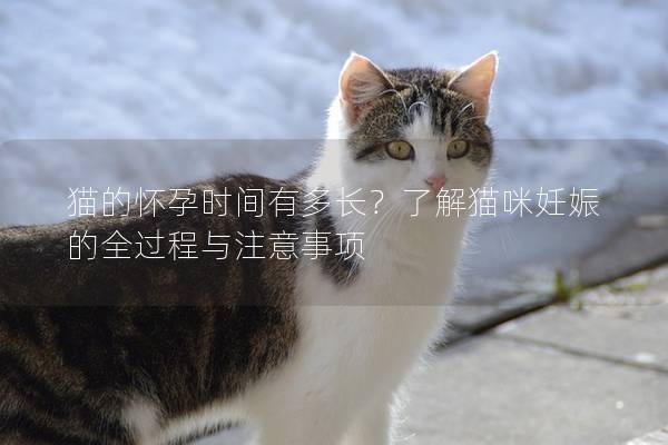 猫的怀孕时间有多长？了解猫咪妊娠的全过程与注意事项