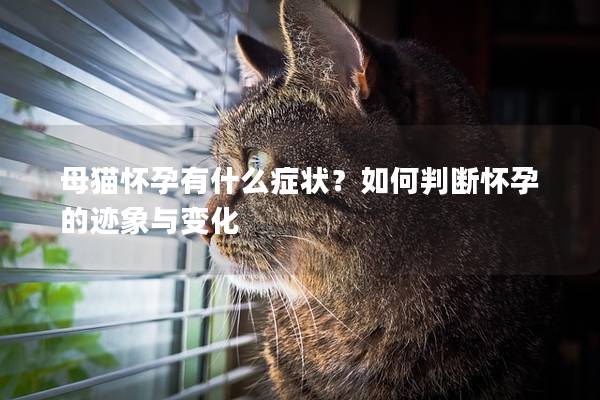 母猫怀孕有什么症状？如何判断怀孕的迹象与变化