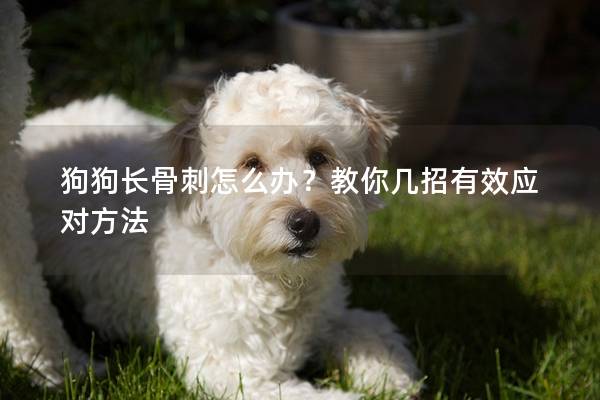 狗狗长骨刺怎么办？教你几招有效应对方法