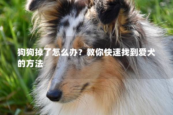 狗狗掉了怎么办？教你快速找到爱犬的方法