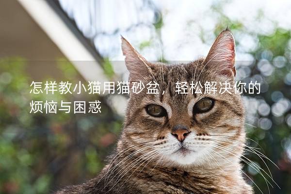 怎样教小猫用猫砂盆，轻松解决你的烦恼与困惑