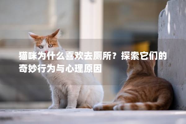 猫咪为什么喜欢去厕所？探索它们的奇妙行为与心理原因