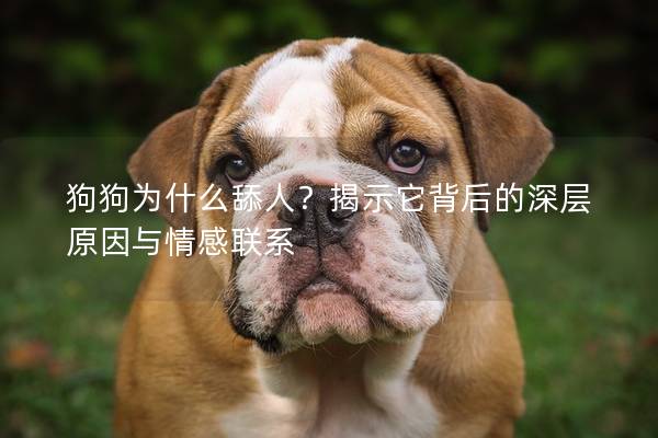 狗狗为什么舔人？揭示它背后的深层原因与情感联系