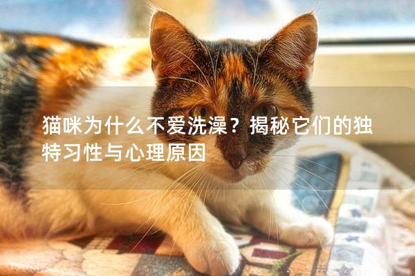 猫咪为什么不爱洗澡？揭秘它们的独特习性与心理原因