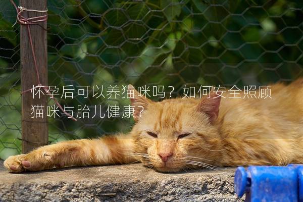 怀孕后可以养猫咪吗？如何安全照顾猫咪与胎儿健康？