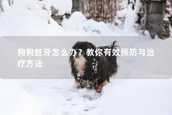 狗狗蛀牙怎么办？教你有效预防与治疗方法