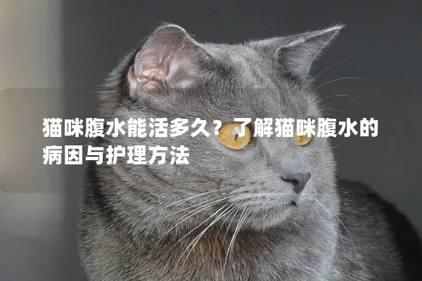 猫咪腹水能活多久？了解猫咪腹水的病因与护理方法