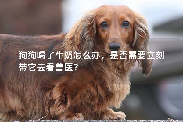 狗狗喝了牛奶怎么办，是否需要立刻带它去看兽医？