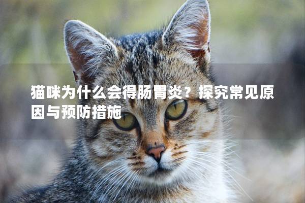 猫咪为什么会得肠胃炎？探究常见原因与预防措施