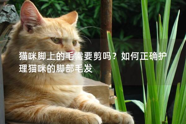 猫咪脚上的毛需要剪吗？如何正确护理猫咪的脚部毛发