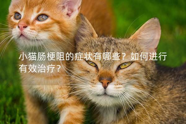 小猫肠梗阻的症状有哪些？如何进行有效治疗？