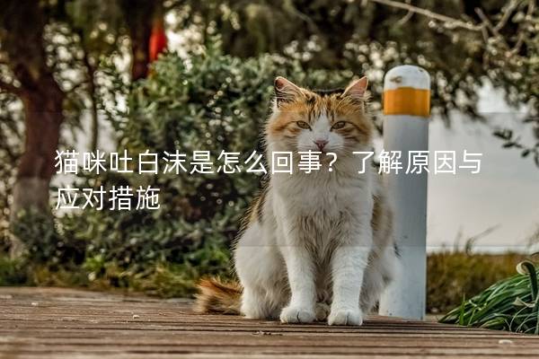 猫咪吐白沫是怎么回事？了解原因与应对措施