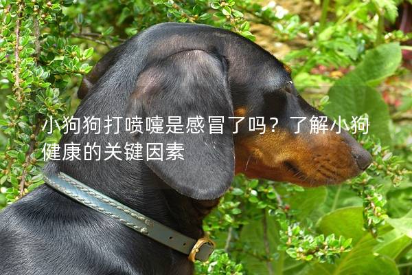 小狗狗打喷嚏是感冒了吗？了解小狗健康的关键因素