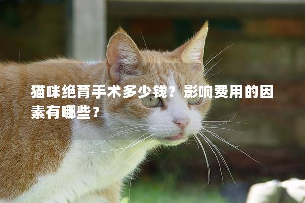 猫咪绝育手术多少钱？影响费用的因素有哪些？