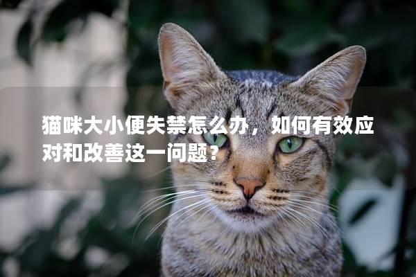 猫咪大小便失禁怎么办，如何有效应对和改善这一问题？