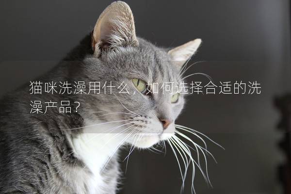 猫咪洗澡用什么，如何选择合适的洗澡产品？