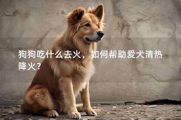 狗狗吃什么去火，如何帮助爱犬清热降火？