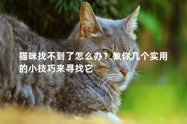 猫咪找不到了怎么办？教你几个实用的小技巧来寻找它