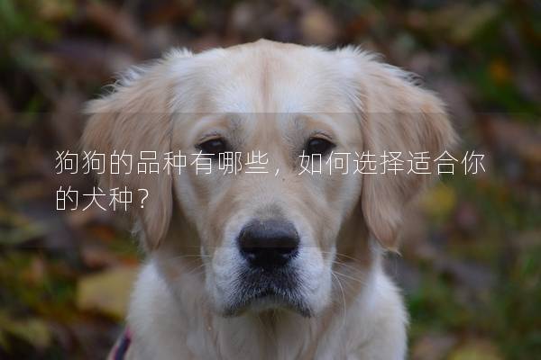 狗狗的品种有哪些，如何选择适合你的犬种？