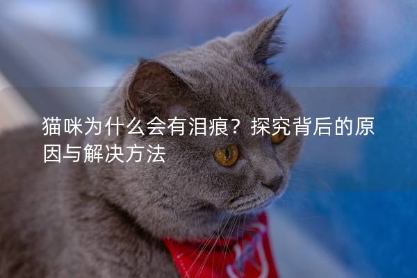 猫咪为什么会有泪痕？探究背后的原因与解决方法