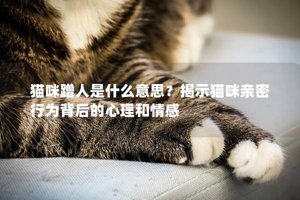 猫咪蹭人是什么意思？揭示猫咪亲密行为背后的心理和情感