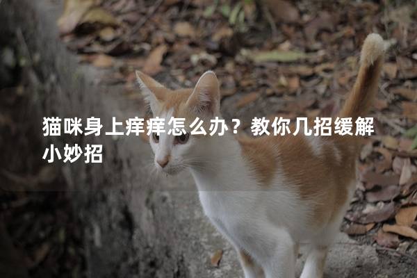 猫咪身上痒痒怎么办？教你几招缓解小妙招