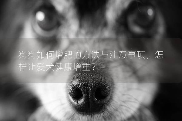 狗狗如何增肥的方法与注意事项，怎样让爱犬健康增重？