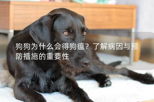 狗狗为什么会得狗瘟？了解病因与预防措施的重要性