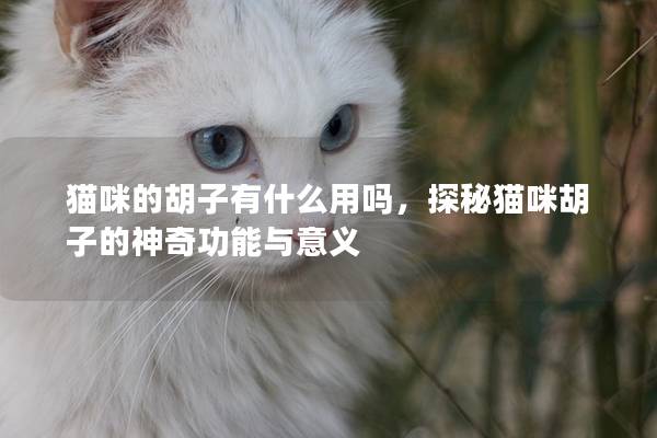 猫咪的胡子有什么用吗，探秘猫咪胡子的神奇功能与意义