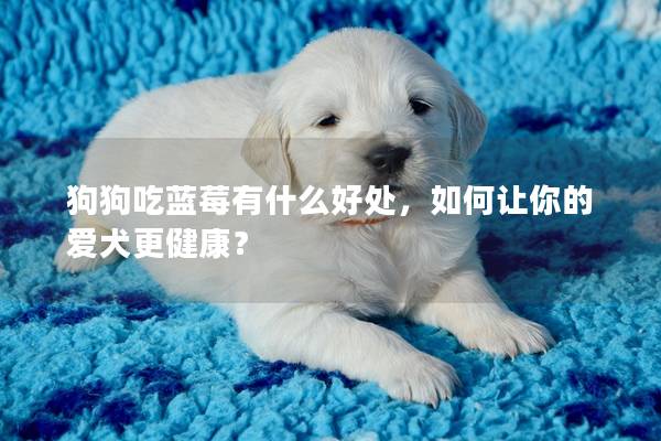 狗狗吃蓝莓有什么好处，如何让你的爱犬更健康？