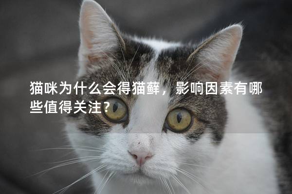 猫咪为什么会得猫藓，影响因素有哪些值得关注？