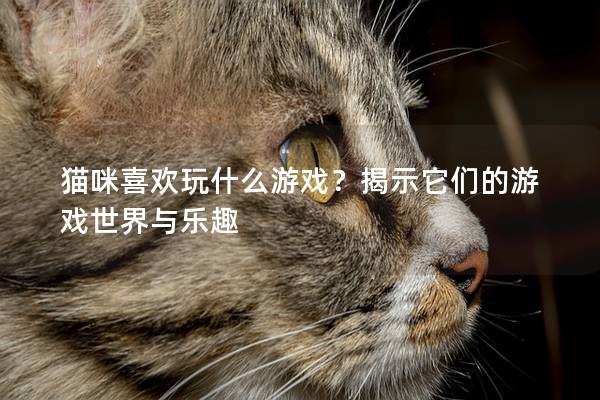 猫咪喜欢玩什么游戏？揭示它们的游戏世界与乐趣