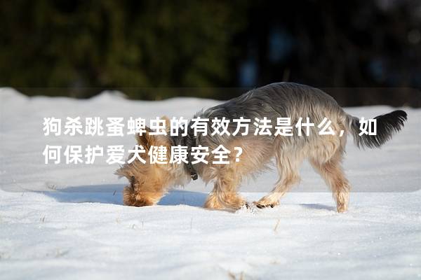 狗杀跳蚤蜱虫的有效方法是什么，如何保护爱犬健康安全？