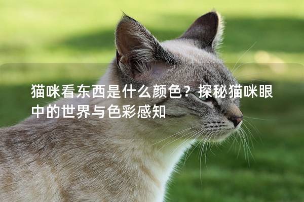 猫咪看东西是什么颜色？探秘猫咪眼中的世界与色彩感知